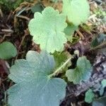 Saxifraga rotundifolia Leht