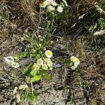 Tripleurospermum maritimum Pokrój