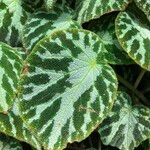 Begonia imperialis Leaf