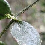 Viscum multicostatum Flower