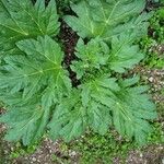 Heracleum sosnowskyi पत्ता