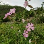 Silene pendula Flower