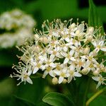 Viburnum ellipticum Fiore