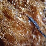 Dryopteris pentheri Sonstige