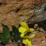 Pachypodium rosulatum പുഷ്പം