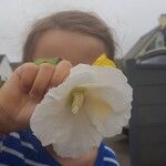 Hibiscus mutabilis Flower