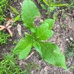 Verbesina virginica Leaf