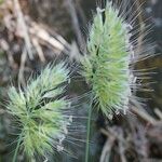 Cynosurus echinatus Mbuma