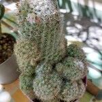 Mammillaria proliferaഇല