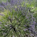 Lavandula × intermedia Habit