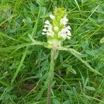 Prunella laciniata Blomst