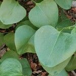 Rumex lunaria Feuille