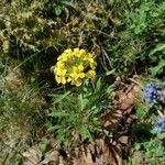 Erysimum sylvestre Blad