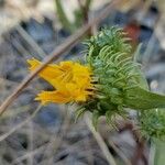 Grindelia integrifolia autre