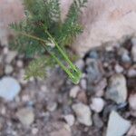 Erodium touchyanum Fruto