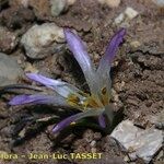 Colchicum androcymbioides Fiore