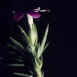 Phlox austromontana Flower