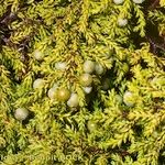 Juniperus brevifolia Kita