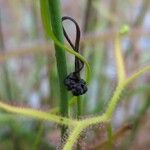 Drosera binata Meyve