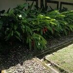 Heliconia rostrata Çiçek