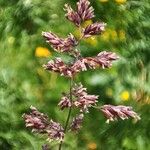 Poa alpina Flower