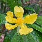 Hibbertia scandensFlower