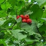 Crataegus coccinea ഫലം