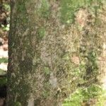 Poecilanthe hostmannii Corteza