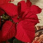 Euphorbia pulcherrima Цвят