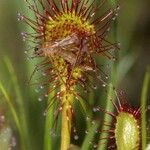 Drosera × obovata ഇല