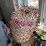 Mammillaria bombycina ᱥᱟᱠᱟᱢ