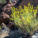Descurainia bourgaeana Hábito