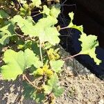 Xanthium strumarium Leaf