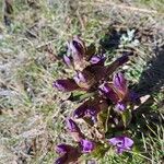 Gentianella campestrisFlower