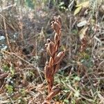 Hemipilia cucullata Plod
