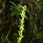 Benthamia africana Flower