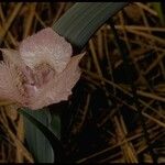 Calochortus coeruleus മറ്റ്