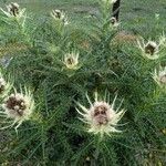 Cirsium spinosissimum عادت داشتن