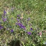 Vicia villosaFlor