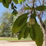 Crinodendron patagua List