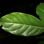 Ocotea floribunda List