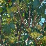 Photinia glabra Blad