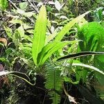 Elaphoglossum tonduzii Συνήθη χαρακτηριστικά