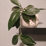Hoya carnosa Foglia