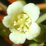 Baloghia drimiflora Blodyn