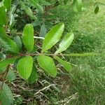 Schinus terebinthifolius Leaf