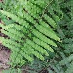 Goniophlebium subauriculatum Leaf