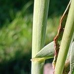 Sorghum bicolor Bark