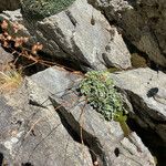 Saxifraga paniculata Blatt