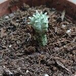 Euphorbia mammillaris Leaf